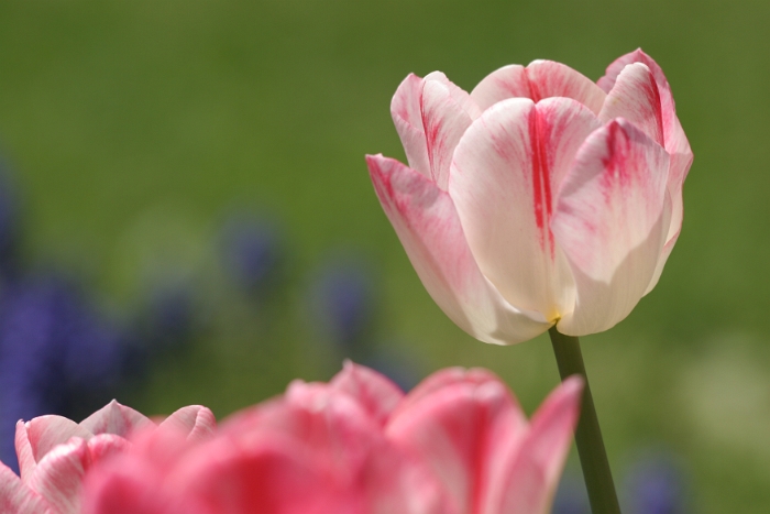 Tulipes a Morges 2006 - 047